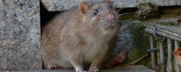 Débarrasser de rat