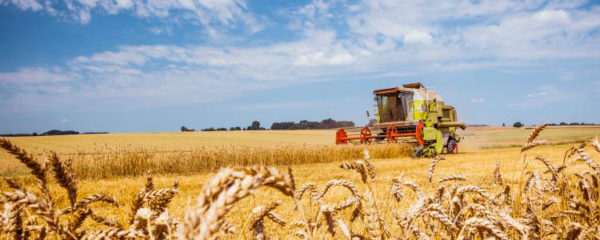 céréales agricoles