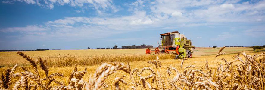 céréales agricoles