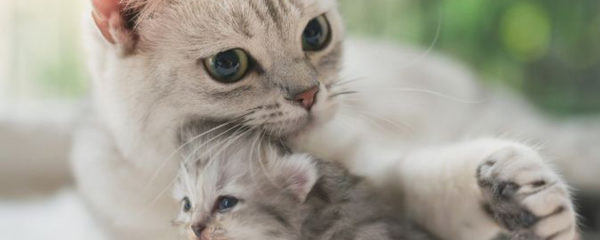 adopter un chaton